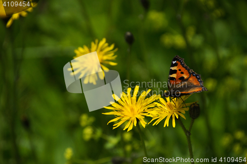 Image of common dandelion (Taraxacum sect. Ruderalia)