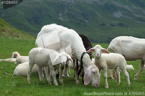 Image of Sheeps at the Gruenwaldkopf, Obertauern, Austria