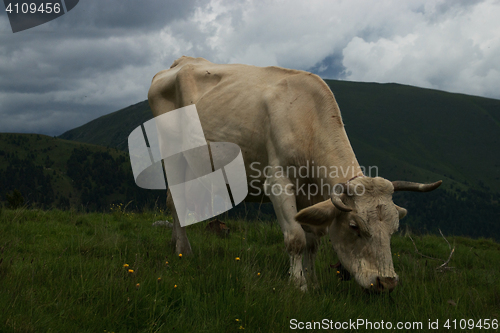 Image of Cow at the Nock Alp, Austria