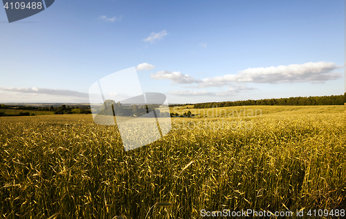 Image of agricultural field. cereals