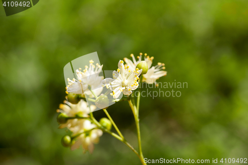 Image of yellow flowers of linden