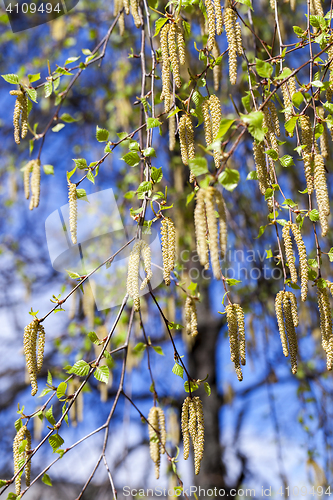 Image of trees in the spring