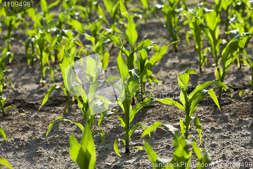 Image of Field with corn