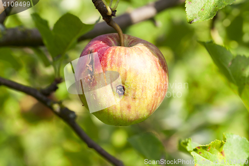 Image of apples on the tree