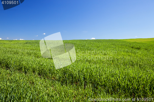 Image of Field with cereal