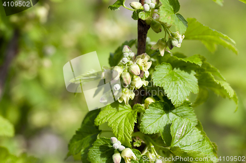 Image of spring flowering currant