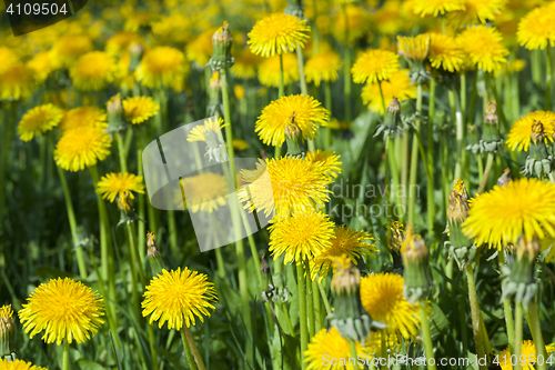 Image of yellow dandelions in spring