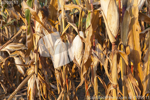 Image of yellowed ripe corn