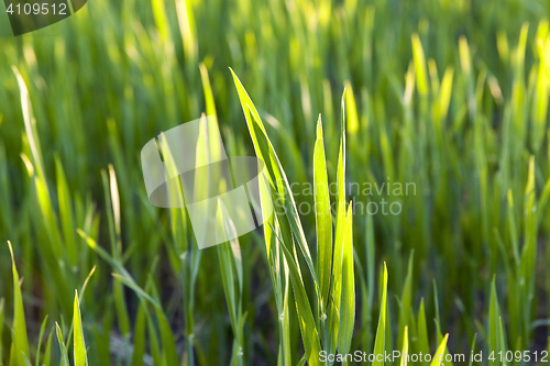 Image of Field with cereal