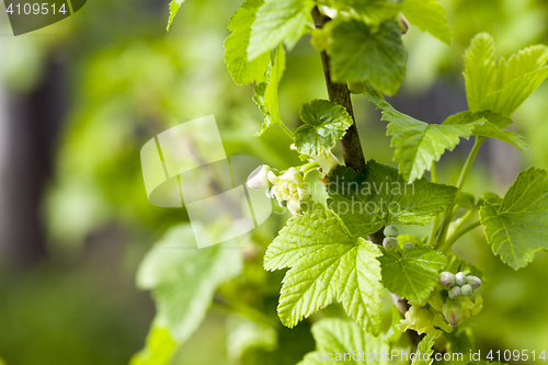 Image of spring flowering currant