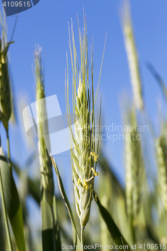 Image of green immature cereals