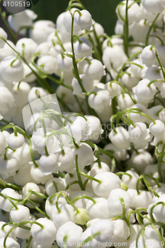 Image of Forest lily of the valley close-up