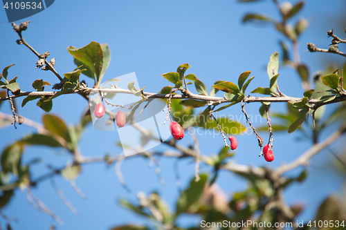 Image of barberries