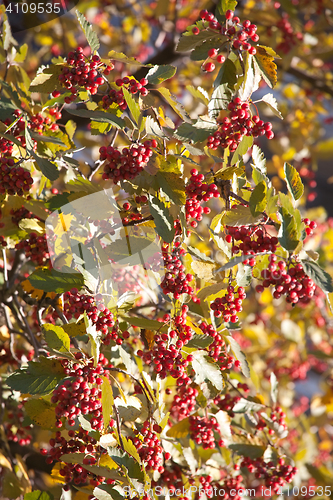 Image of arrow-wood raisin berries pattern