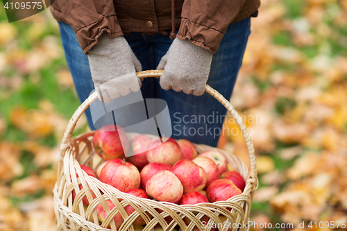 Image of close up of woman with apples in basket at autumn