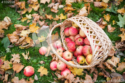 Image of wicker basket of ripe red apples at autumn garden