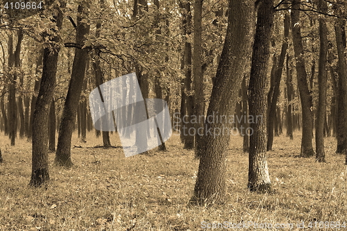 Image of abstract view of oak forest