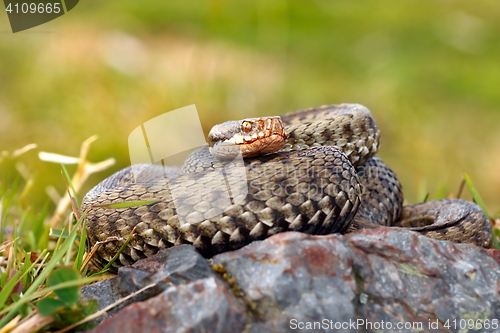 Image of beautiful female european common adder