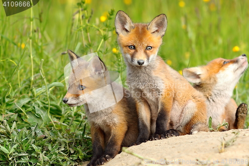 Image of beautiful fox cubs