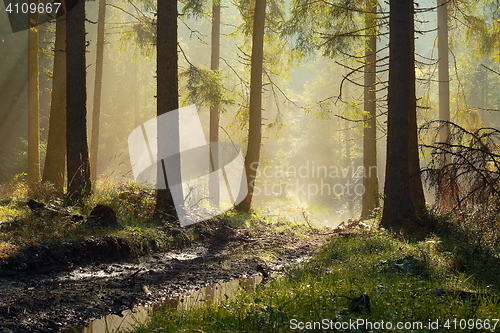 Image of beautiful morning light in spruce forest