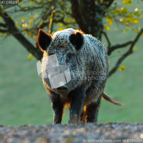 Image of big wild boar looking at camera