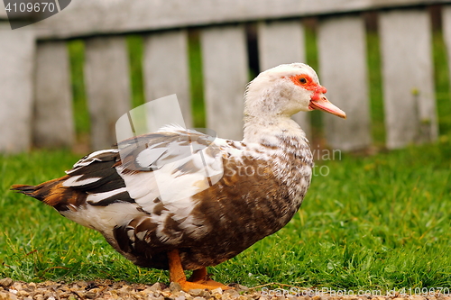 Image of Cairina moschata at the farm