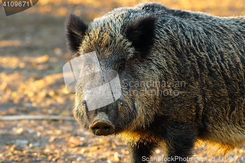 Image of close up of big wild boar