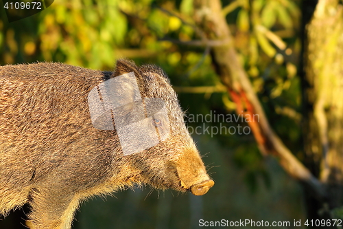 Image of close up of wild boar