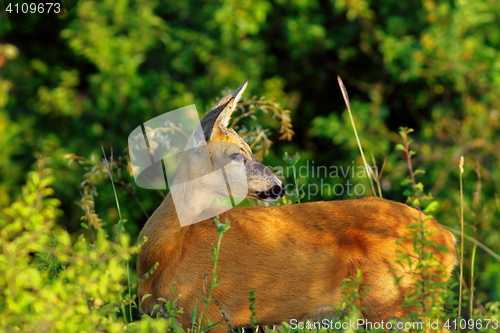 Image of close up of wild roe deer doe