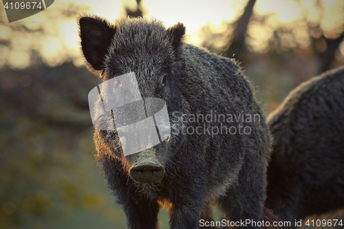 Image of closeup of wild boar in sunset light