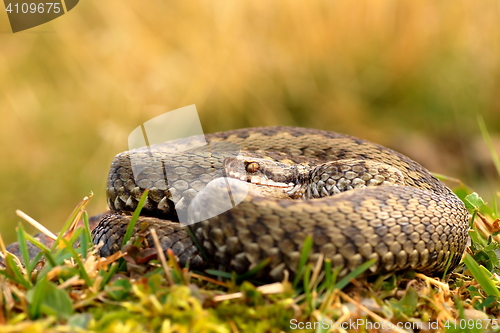 Image of common crossed adder basking