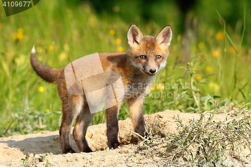 Image of curious european red fox cub