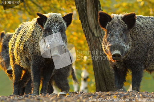 Image of curious wild boars