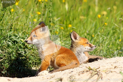 Image of cute red fox cubs