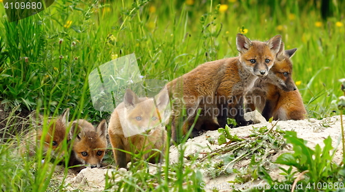 Image of cute wild red fox cubs