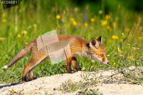 Image of cute young fox