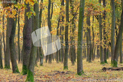 Image of detail of oak forest in autumn