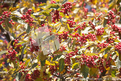 Image of arrow-wood raisin berries pattern