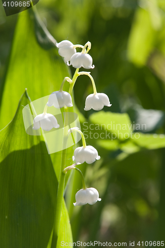 Image of lily-of-the-valley