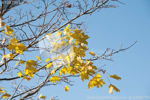 Image of The last fall leaves