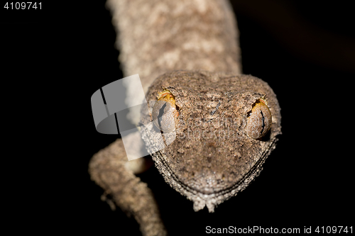 Image of Giant leaf-tailed gecko, Uroplatus fimbriatus