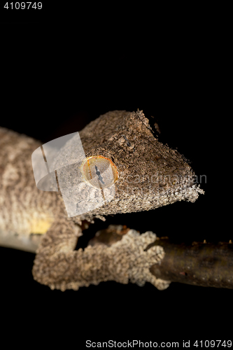 Image of Giant leaf-tailed gecko, Uroplatus fimbriatus