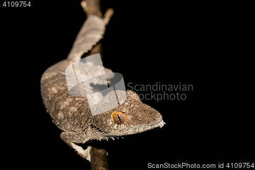 Image of Giant leaf-tailed gecko, Uroplatus fimbriatus