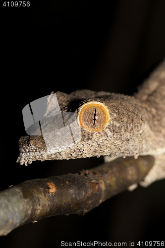 Image of Giant leaf-tailed gecko, Uroplatus fimbriatus