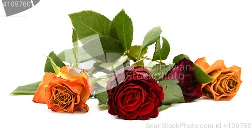 Image of Close-up of dark red rose flower with three other blooms