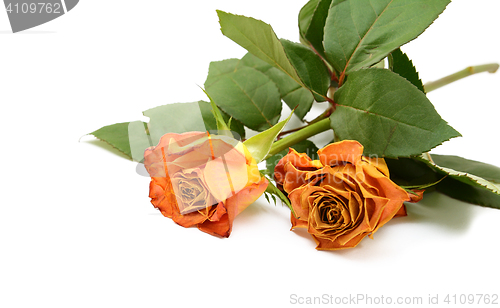 Image of Two faded orange rose flowers on leafy stems