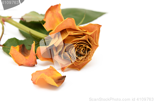 Image of Dark yellow faded rose flower