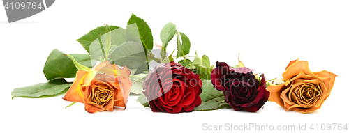 Image of Row of four fading rose blooms