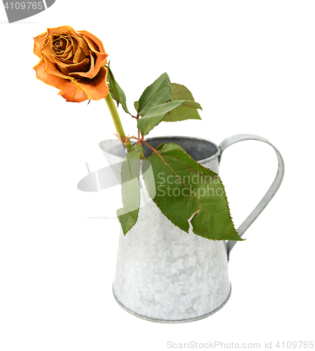 Image of Dying orange rose stem in a metal pitcher