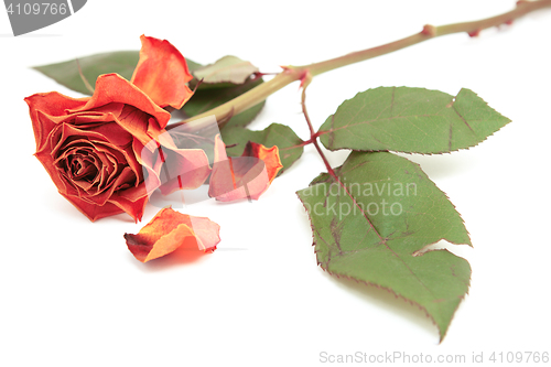 Image of Dying pink rose bloom with dropped petals